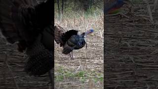 🦃Natural Turkey Yelps and Gobbles. #hunting #turkeyhunting #gobbgobbles