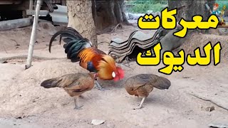 معركة الديوك اقوى دجاج هو الدجاج بلدي Stronger is my chicken