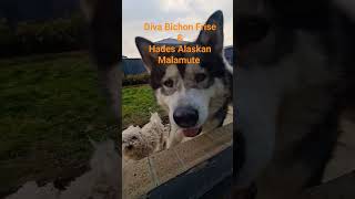 Malamute & Bichon friendship #malamutepuppies #puppies #cuteanimals #cute #bichonfrise @synamit