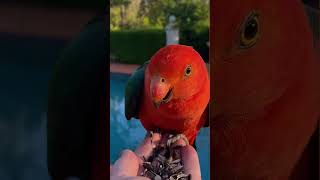 King Parrot, Australia, #kingparrot #australianbird #offgridcamping