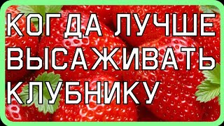 Сравнение клубники разных сроков посадки