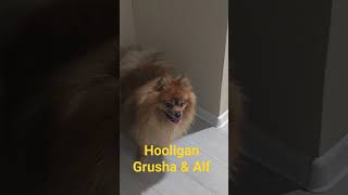 Hooligan Grusha & Alf.