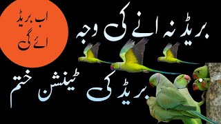 Ringneck Breeding Tips/ Ringneck Se Breed Lene ka Tarika/ Urdu Hindi