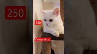 Мой котик, #трэнд #котик