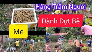 Hàng Trăm Người Dành Dựt Hái 1 Cây Me 14/9/2024 /Hồ Thanh Thái