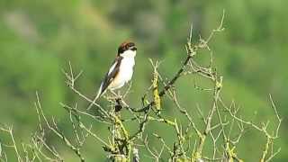 Birds of Morocco: woodchat shrike صرد أحمر القنة