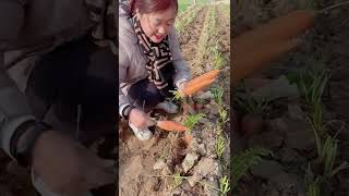 Watch me a satisfaying videos of agriculture growing fruit, vegetable, carrot, corn, onion etc 67