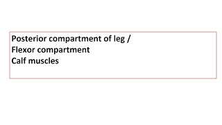 Posterior compartment of leg, Flexor compartment, Calf muscles Part 2