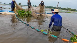 Mẻ Lưới Định Mệnh - Kéo Lưới Rùng Mùa Nước Nổi Vùng Giáp Biên Giới - Drag the net to catch fish #279