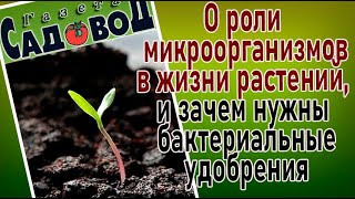 О роли микроорганизмов в жизни растений, и зачем нужны бактериальные удобрения