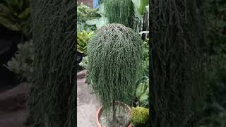 unique evergreen plants| low maintenance plant #shorts #indoorplants