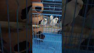 #lovebirds#shorts#budgies shortsvideo