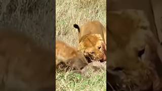 lion vs hyena fight for food #isitreal #shorts #lion