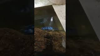 cichlid breeding