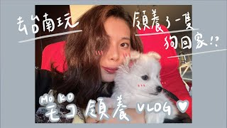 モコ領養VLOG｜去台南玩突然領養了一隻狗狗回家😳😳