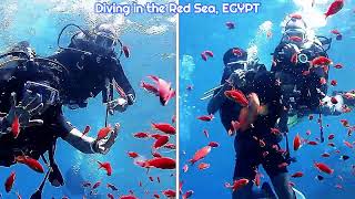 Diving in the Red Sea, Egypt | Anashmita Saha