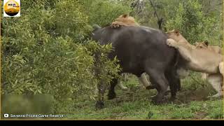 wild buffalo and lions fight #shorts#shortvideo#wildlife