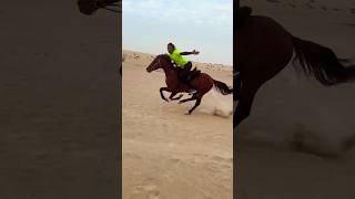 Gallop in the desert #horse #horseridding #love