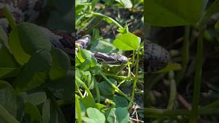 Sneaky little Milk Snake 🥷