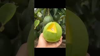 Have you Ever Tested Avocado Like This Before?#shortvideo #shortsfeed #shorts