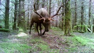 More Vancouver Island wildlife (elk, bear)