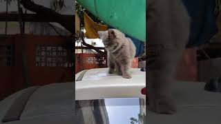 She wanna catch Housefly on Car 🚗 😂 #Shorts #youtube #viral #cute #trending #shortvideo #shortstatus