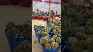 Full kho sầu riêng 90 tấn  #durian   #durianfruit #fruitcutting #fruit #saurieng