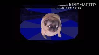 Vibing pug: the world revolving