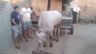 Smart Cow