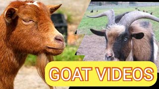 goat video | goat farming | goats video | goat breeds | goat farming | goat | farm animals