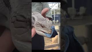 Blue-Tongued Skink 