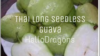 Thai Long Seedless Guava