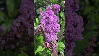 Summer Lilac(Buddleja Davidii) #shorts  #viral  #garden  #flowers  #plants  #gardening