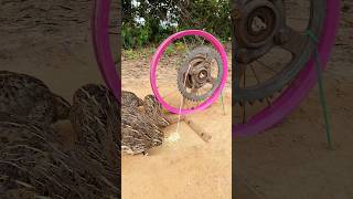 Creative DIY Trap - Quail Trap #shorts