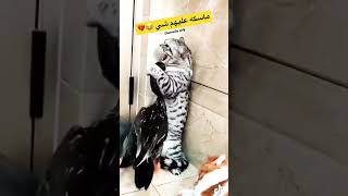 مياو في الماقف الحرج 😹🐈