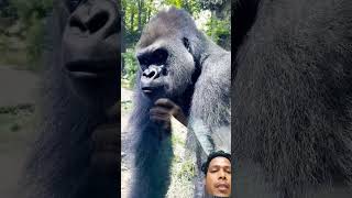 The two Silverback Gorillas come close to view the visitors behind the glass #silverback #gorilla