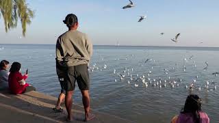 Brown-headed gulls migrated from Mongolia to Thailand