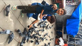 Pigeons (कबूतर) को खाना खीला रहे है🥰! I love 😍 pigeons (कबूतर)😘!New Vlogs VIDEO😳!#myfirstvlog #viral