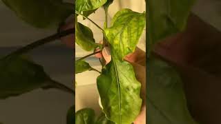 Clipping your pepper 🌶 plants for the first time can be scary, but it’s totally worth it!😊