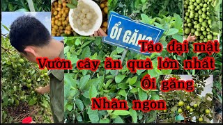 Top 10 những cây giống ăn quả ngon trồng kinh tế, Gia đình ăn ngon dễ trồng