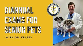 Senior Dog Biannual Exams