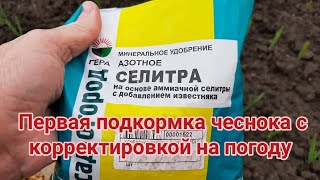 Первая подкормка чеснока в 2021 году  с корректировкой на погоду