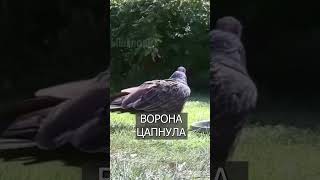 Умная ВОРОНА обманула двух ХИЩНИКОВ #top #tiktok #trending #new