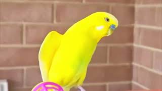 Cute 🥰 budgies establish relationship between them! #birds #viral #parakeet #parrot #shorts