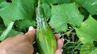 Cucumber 🥒 Harvest Time Again! #growyourownfood #enjoygardening ##cucumbers #spring #harvest