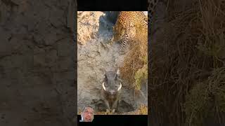 Leopard sedang mengincar babi warthog#shorts #animals