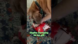 Gift unwrapped by Kingston #gift #dog #christmas #funny #gift #christmas #friends #shortsfeed #feed