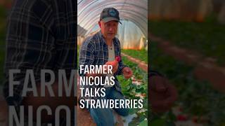 Why Local Strawberries Taste Better #georgiagrown #gardening #localfood #strawberry