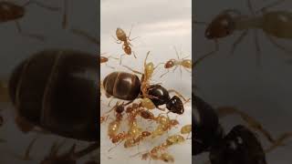 Hitching a ride! #edsants #adorable #beautiful #lasius #queen #funny #insects #weloveants #cute