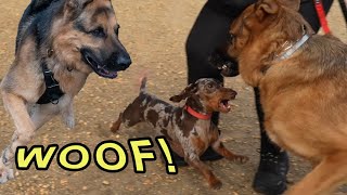 Fearless Dachshund vs German Shepherds